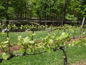 Virginia vineyard